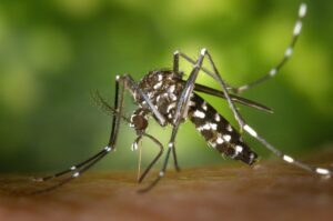 West Nile: arriva anche in Italia la febbre trasmessa dalle zanzare