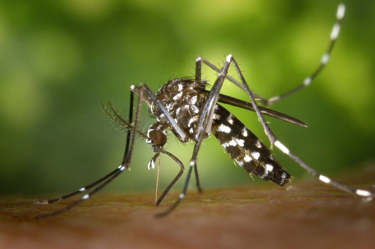 West Nile: arriva anche in Italia la febbre trasmessa dalle zanzare