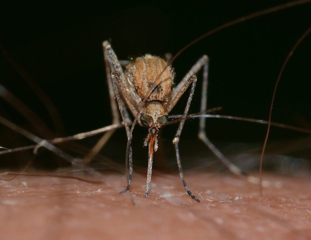 Allarme dengue in Italia: colpa del cambiamento climatico? Allarme dengue in Italia: colpa del cambiamento climatico?