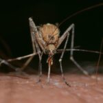 Un caso di Zika in Italia: c’è da preoccuparsi?