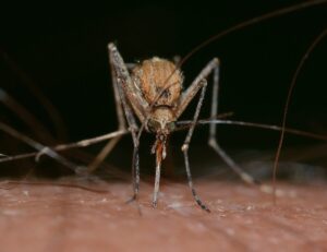 Un caso di Zika in Italia: c’è da preoccuparsi?
