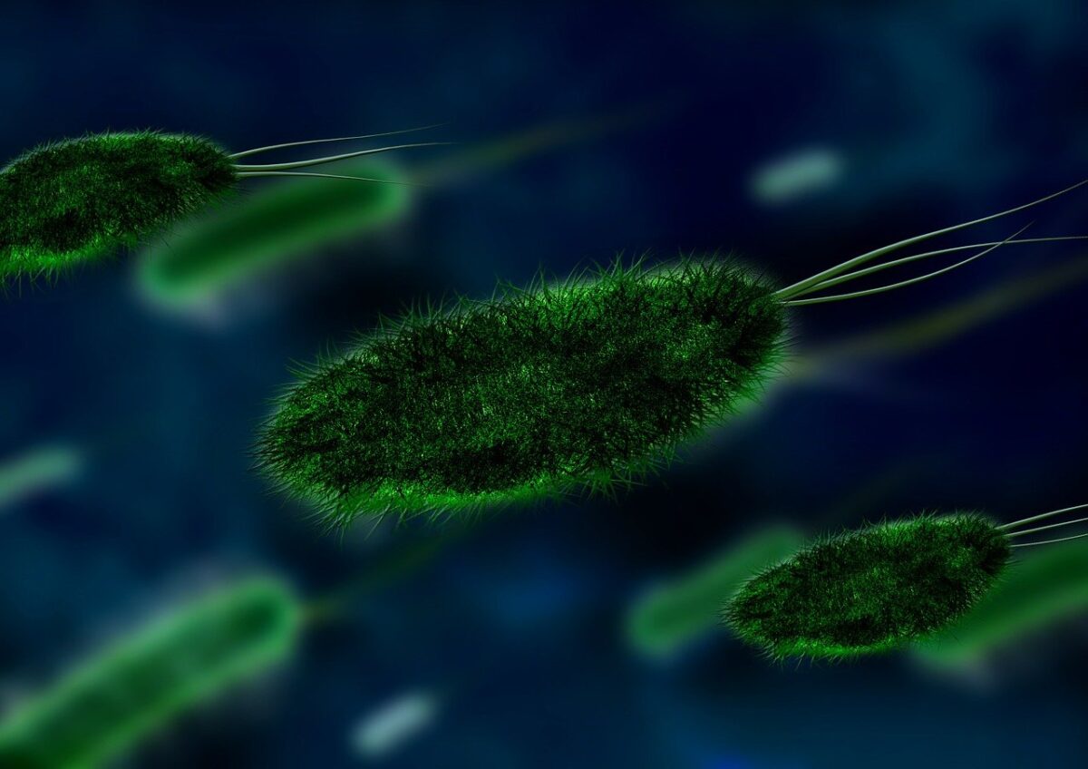Listeria: cos’è, come prevenirla, rimedi