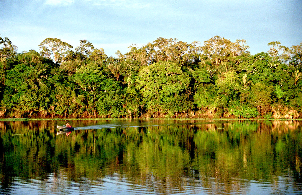 In Amazzonia hanno trovato una pianta “stupefacente” In Amazzonia hanno trovato una pianta “stupefacente”