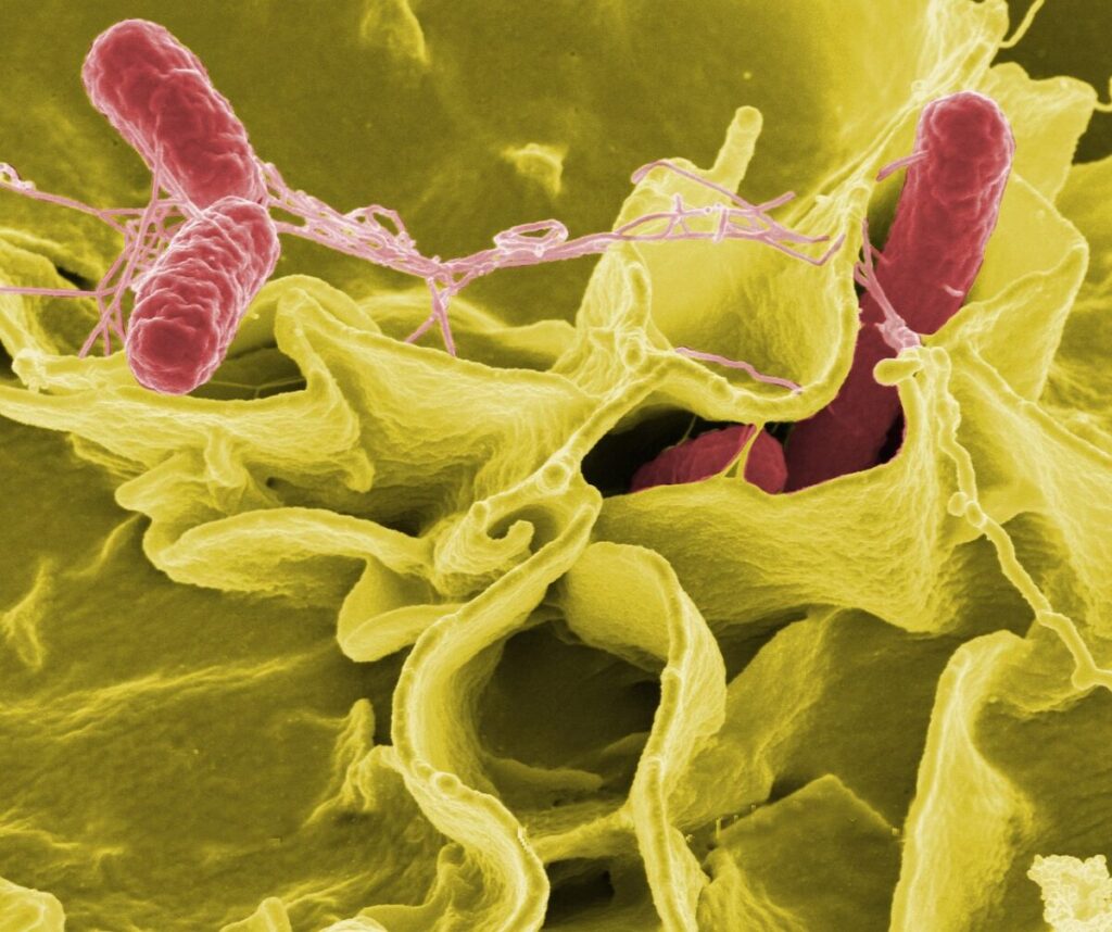 Allarme Salmonella in Italia: ritirati questi salami dal mercato