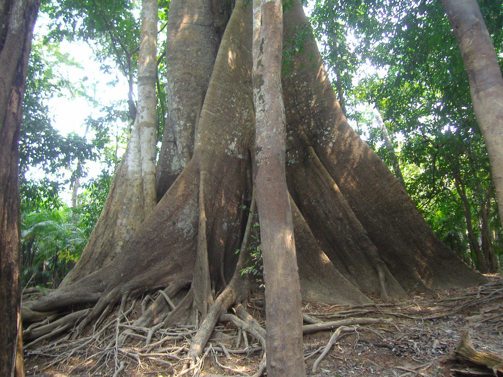 In Amazzonia hanno trovato una pianta “stupefacente” In Amazzonia hanno trovato una pianta “stupefacente”