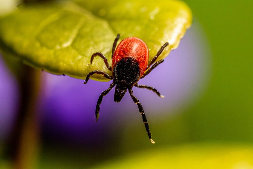 Malattia di Lyme: cos’è e come prevenirla Malattia di Lyme: cos’è e come prevenirla