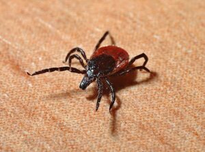 Malattia di Lyme: cos’è e come prevenirla