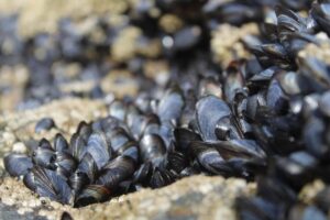 Cozze contaminate da Salmonella ed Escherichia coli: richiamo urgente del lotto B4122