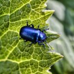 Blatte in cucina: rischi per la salute e soluzioni efficaci per eliminarle