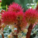 Ricina, cos’è la tossina letale che ha distrutto una famiglia