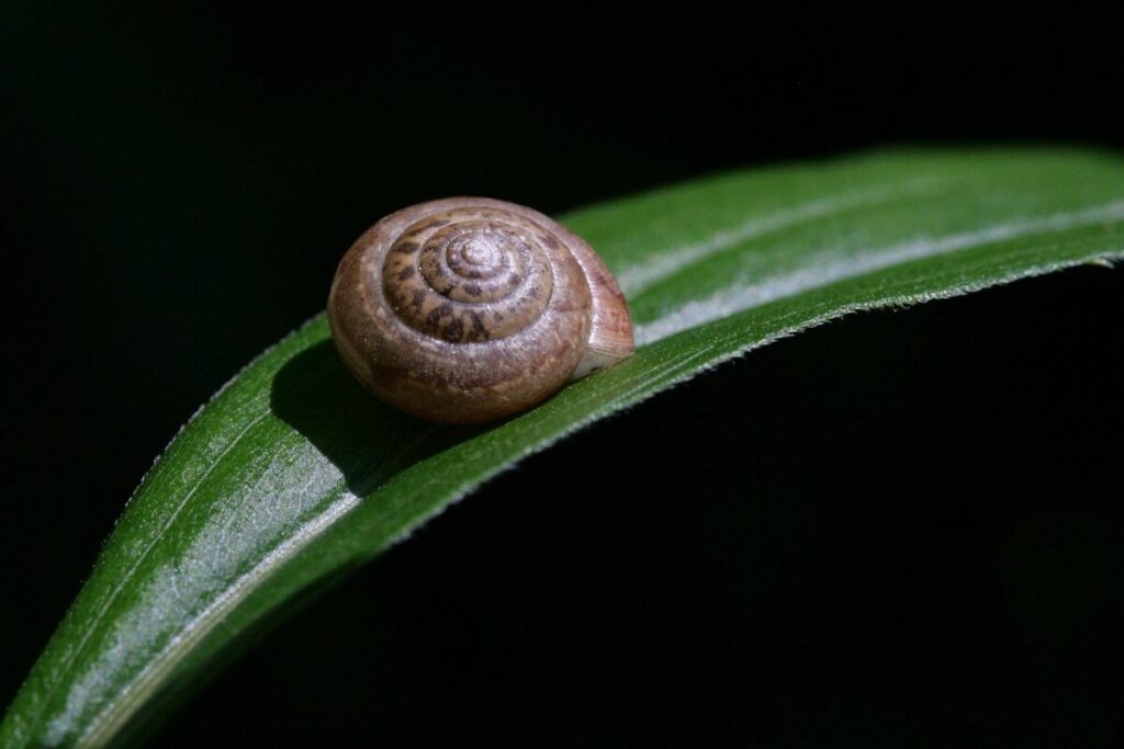 Stop ai frutti di mare: ecco chi ha imposto il divieto