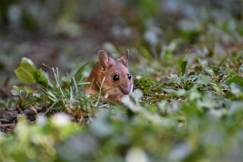 Hantavirus, perché l’incubazione lenta rende più difficile riconoscere il rischio