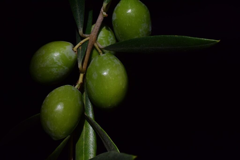Lidl richiama la crema di olive e mandorle Italiamo: controlli in corso per un possibile rischio botulino