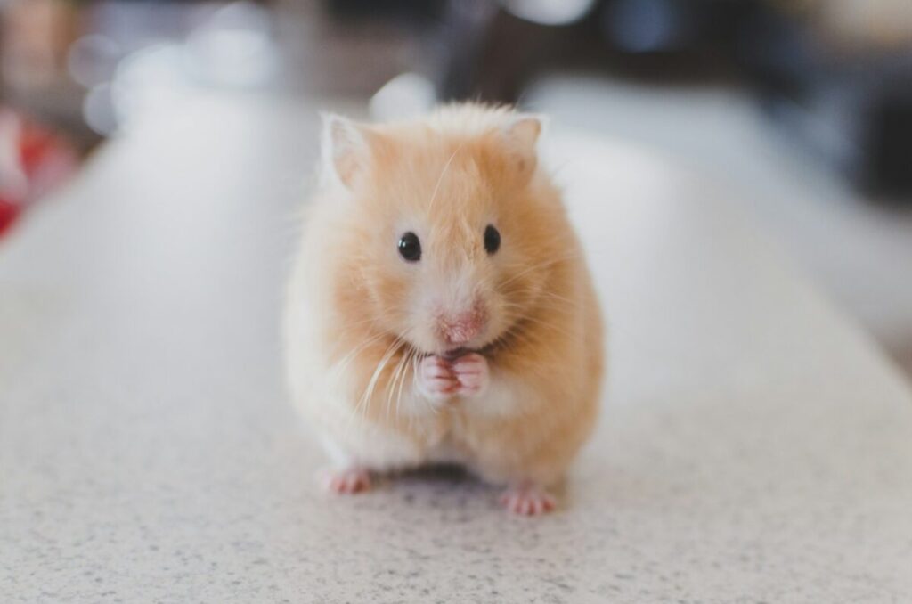 Hantavirus: perchè i topi non sono l’unico pericolo per l’uomo