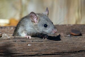 Hantavirus: perchè i topi non sono l’unico pericolo per l’uomo