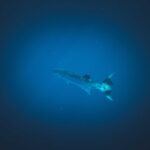 Pesce balestra o barracuda: cosa fare dopo un morso