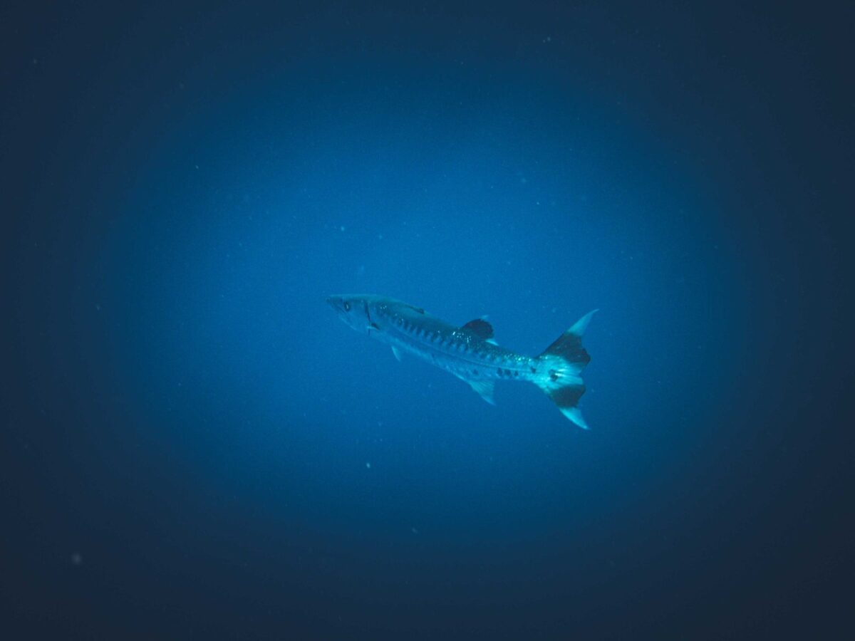 Pesce balestra o barracuda: cosa fare dopo un morso