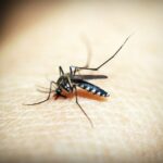 West Nile a Roma: i primi casi nella Capitale e l’allerta nel Lazio