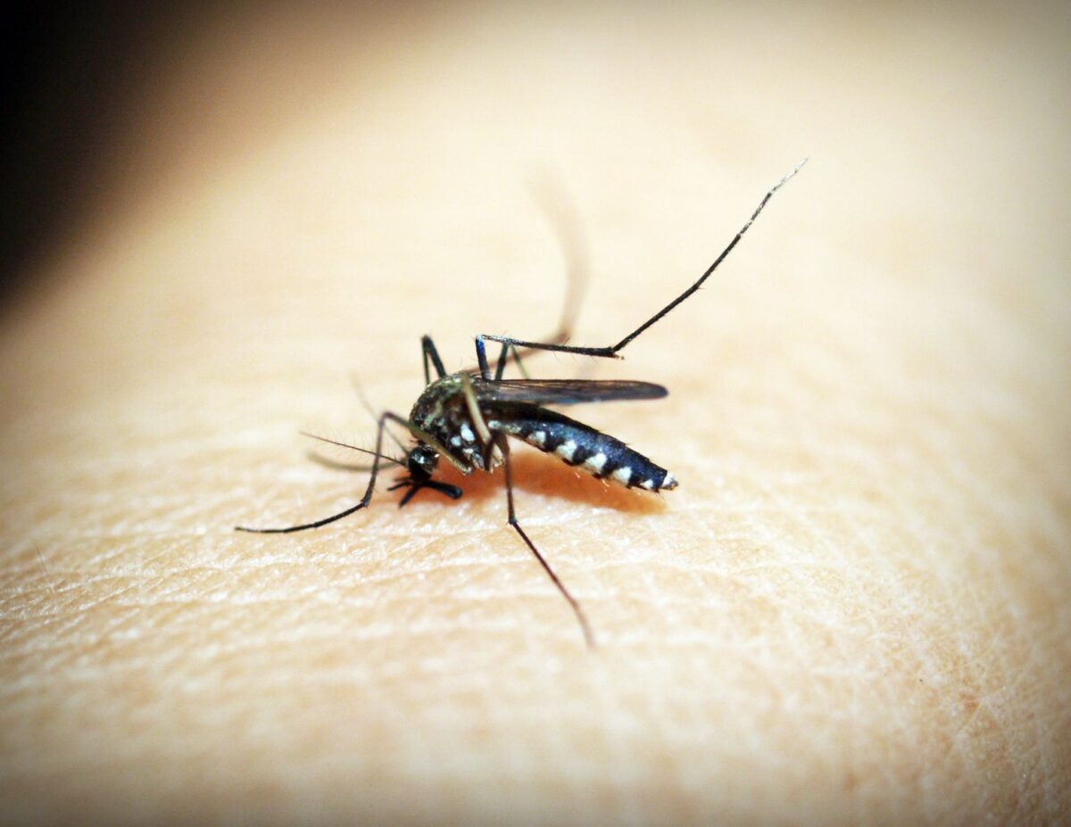 West Nile a Roma: i primi casi nella Capitale e l’allerta nel Lazio