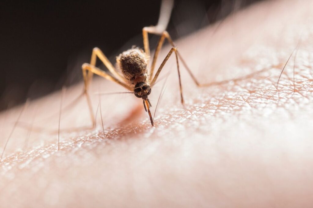 West Nile a Roma: i primi casi nella Capitale e l’allerta nel Lazio