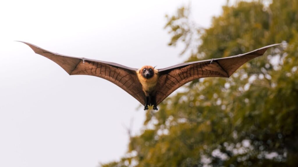 Rabbia da pipistrello: allarme dopo la morte di un 11enne