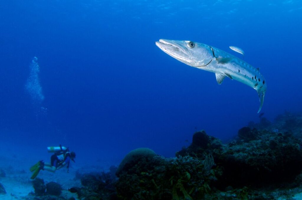 Galleria foto 'Pesce balestra o barracuda: cosa fare dopo un morso' - foto 1