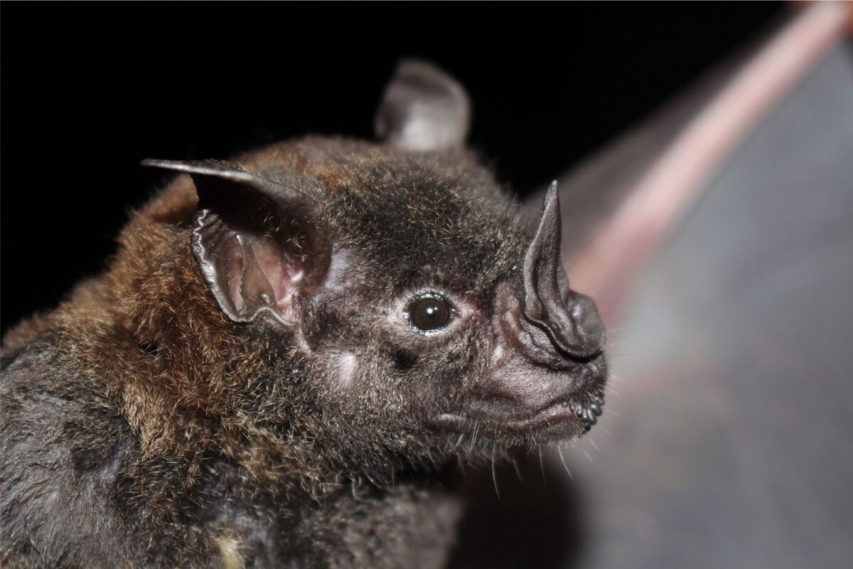 Rabbia da pipistrello: allarme dopo la morte di un 11enne