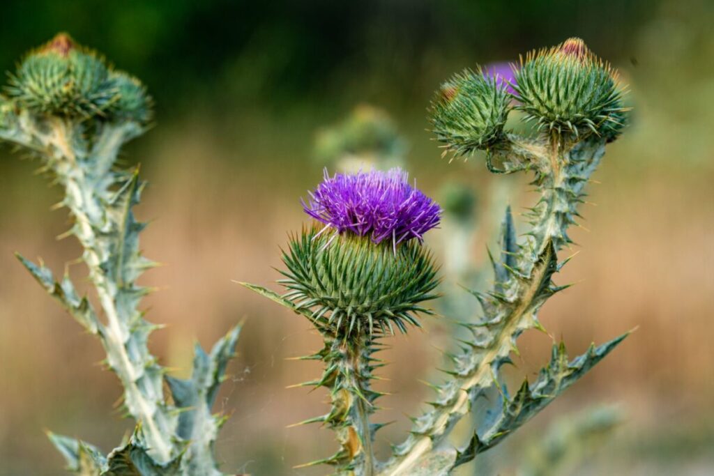 Cardo mariano: il sostegno naturale per pelle e capelli più sani Cardo mariano: il sostegno naturale per pelle e capelli più sani