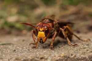 Puntura di calabrone: sintomi, rischi e cosa fare subito