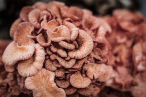 Le virtù del fungo maitake: proprietà, benefici e prospettive della ricerca