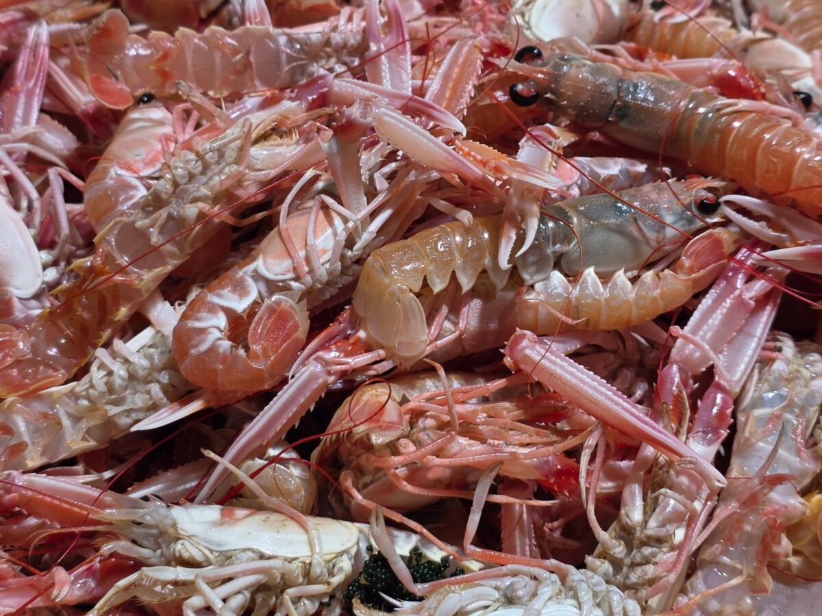 Crostacei e colesterolo alto: davvero vanno evitati? La risposta è meno rigida di quanto si creda Crostacei e colesterolo alto: davvero vanno evitati? La risposta è meno rigida di quanto si creda