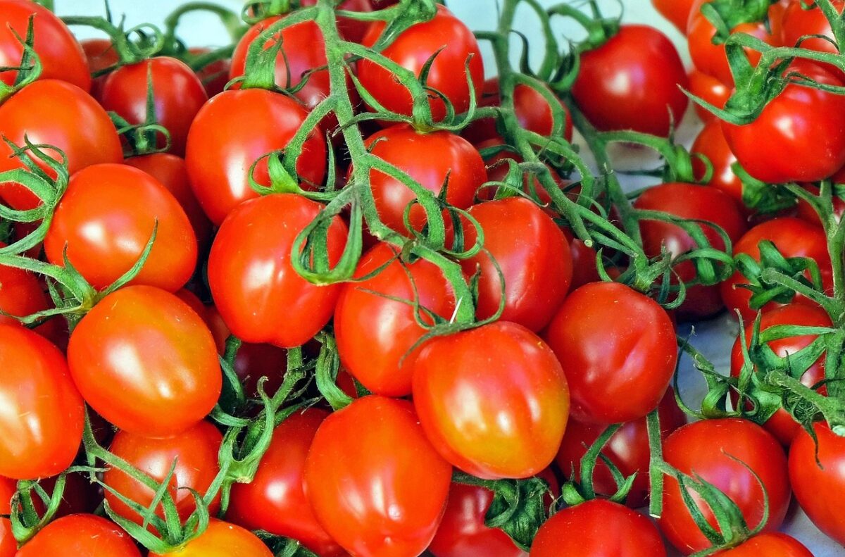 Pomodorini a rischio salmonella? Cosa sta succedendo in Toscana