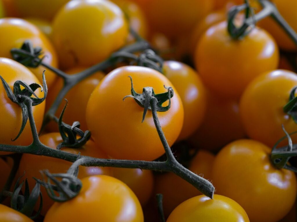 Pomodorini a rischio salmonella? Cosa sta succedendo in Toscana