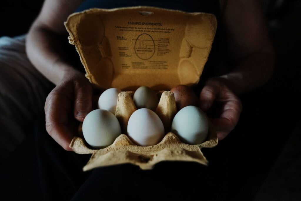 Richiamo Conad per albume d’uovo Piacersi: attenzione al lotto segnalato per Salmonella Richiamo Conad per albume d’uovo Piacersi: attenzione al lotto segnalato per Salmonella